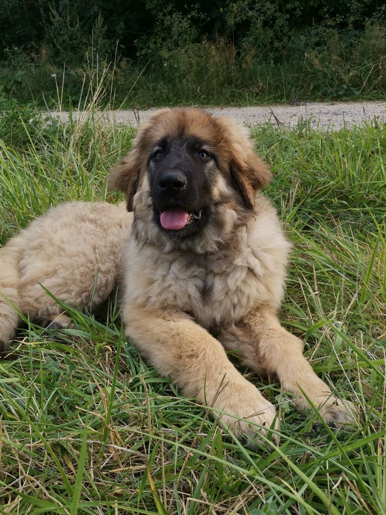 Scarlett Des Bois Du Roy De Sacy